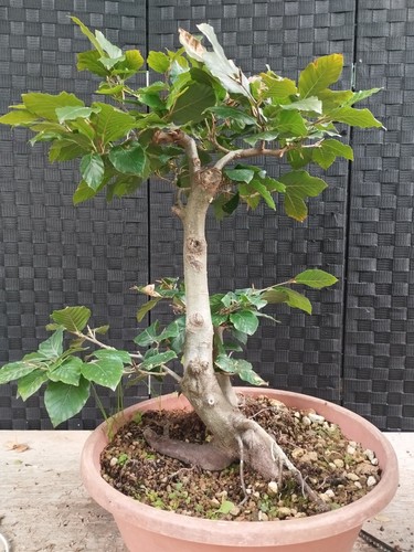 Pre bonsai fagus sylvatica - bonsai, di