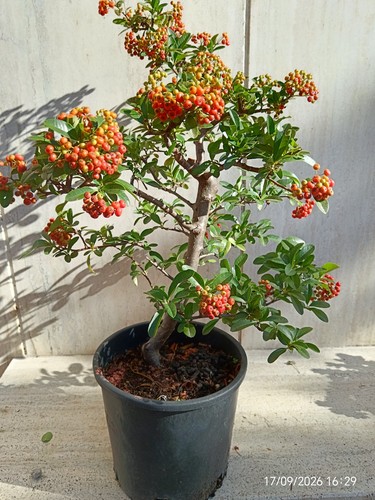 Pre bonsai piracanta navaho - pre,