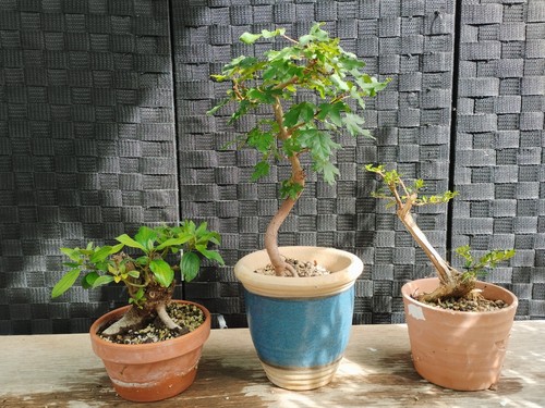 Bonsai pre set - , 3
