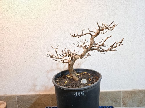 Bonsai prebonsai melograno - prebonsai,