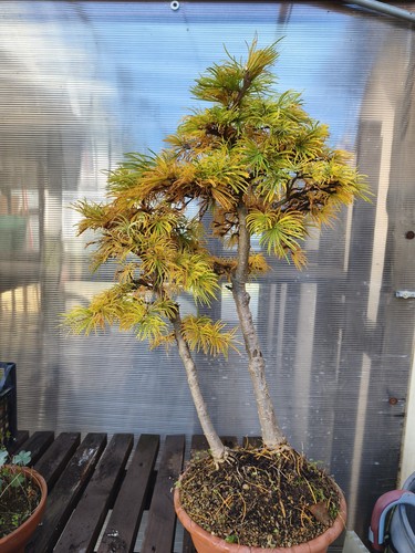 Bonsai pseudolarice - di,