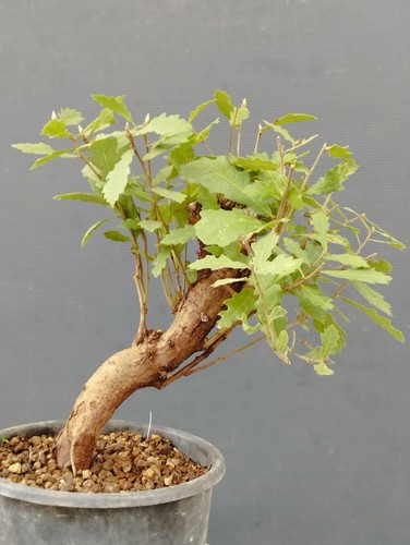 Pre bonsai quercia rovella - quercia,