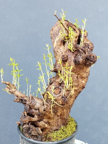Pre bonsai melograno - pre-bonsai,
