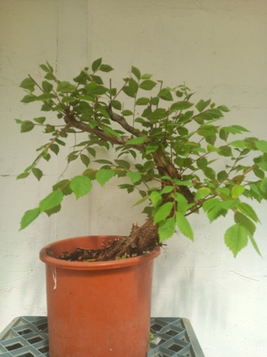 Prebonsai olmo pumila - olmo,