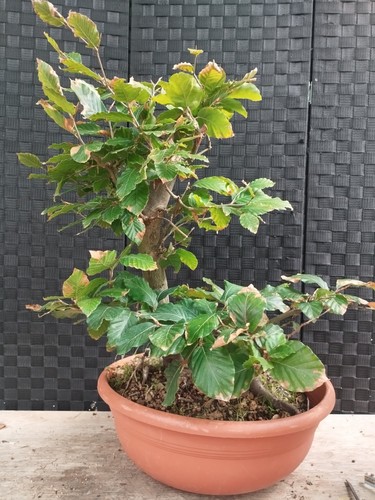 Pre bonsai fago sylvatica - di,