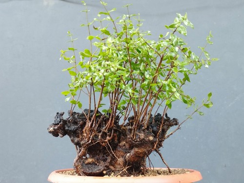 Bonsai mirto selvatico 38x20cm - bonsai,