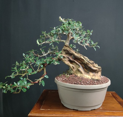 Bonsai esemplare olivastro - bonsai,