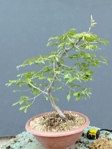 Bonsai carpino bianco 45x30cm - bonsai,