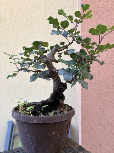 Pre bonsai carrubo vaso - carrubo, in