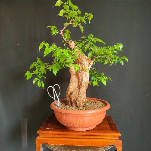 Pre bonsai esemplare - pre, di