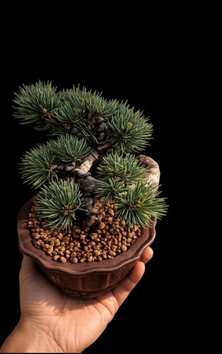 Pre bonsai pino - pre, di