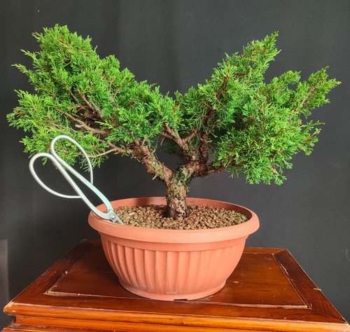 Pre bonsai ginepro - di, itoigawa