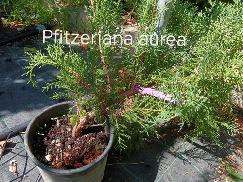 Svendita pre bonsai - svendita,