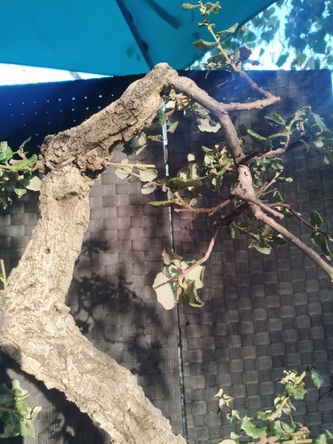 Pre bonsai yamadori - bonsai, di