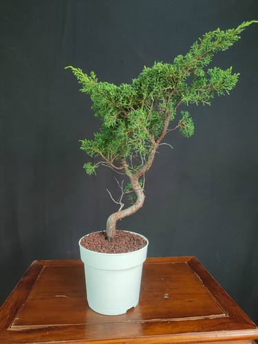 Pre bonsai ginepro kishu - bonsai,