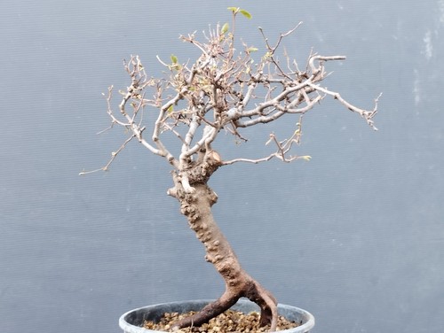 Bonsai carpino bianco - carpino,