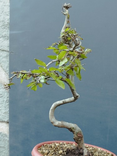 Bonsai carpino bianco - bianco, 30x20cm