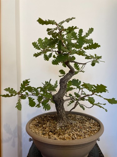 Pre bonsai quercia - pre-bonsai, di