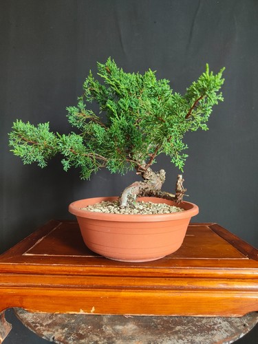 Pre bonsai ginepro - di, kishu