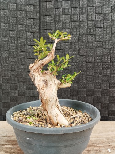 Pre bonsai lonicera pileata - lonicera,