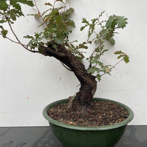 Pre bonsai quercia - bonsai,