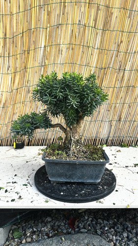 Pre bonsai tasso cuspidata - pre,