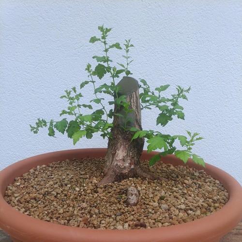 Bonsai crataegus - bonsai,