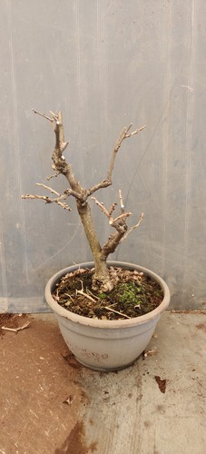 Bonsai glicine ikoyama fuji - bonsai,