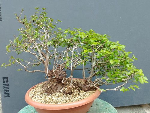 Bonsai carpino bianco - bianco, 43x30cm