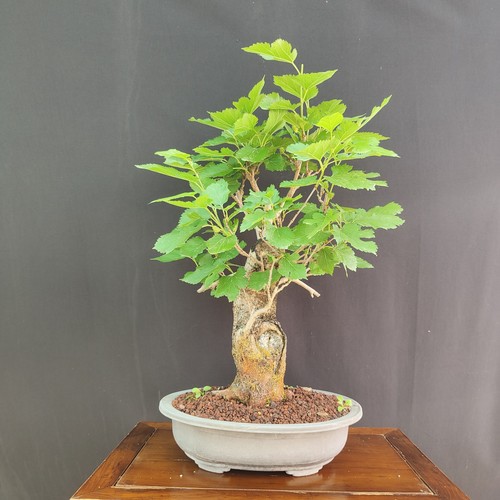 Pre bonsai gelso bianco - bonsai,