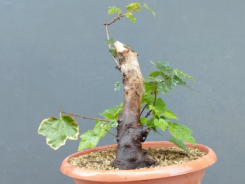 Pre bonsai acero campestre - di,