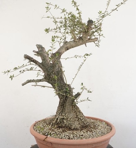 Olivastro pre bonsai cm - olivastro,