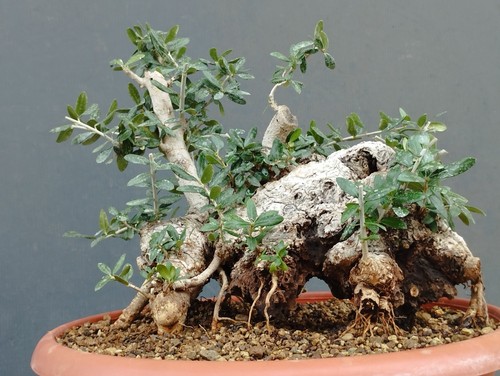 Pre bonsai olivastro - di,