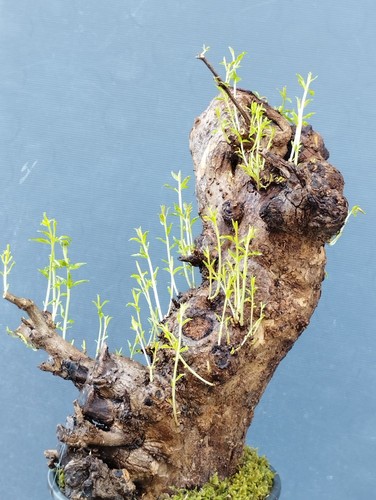 Pre bonsai melograno - pre-bonsai, di
