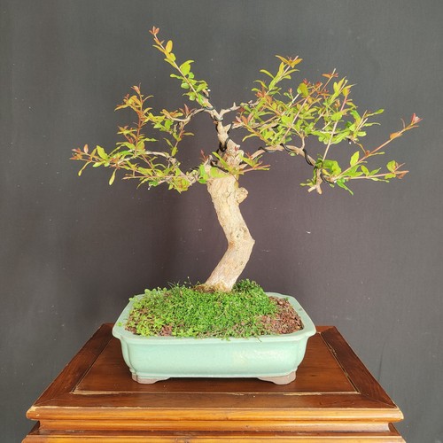 Pre bonsai melograno - bonsai,