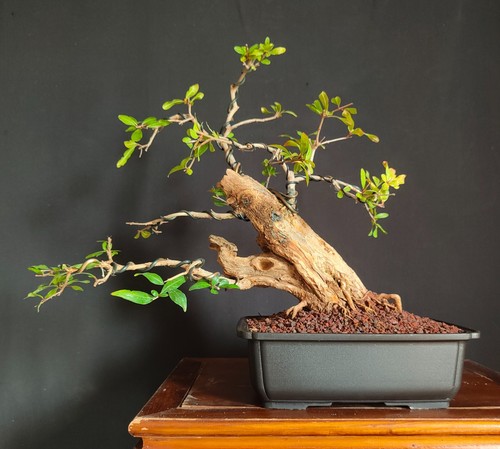 Pre bonsai melograno da - bonsai,
