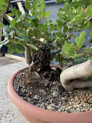 Pre bonsai carrubo - di,