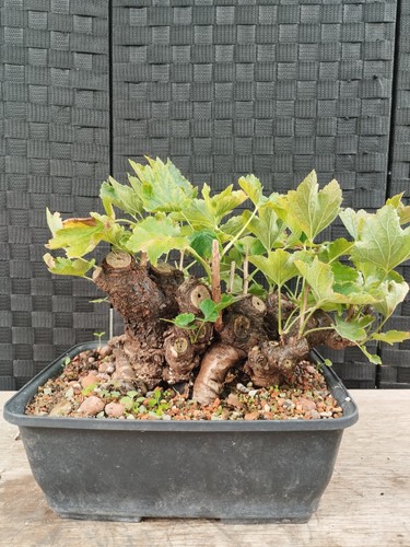 Bonsai ribes rubrum nigrum - di,