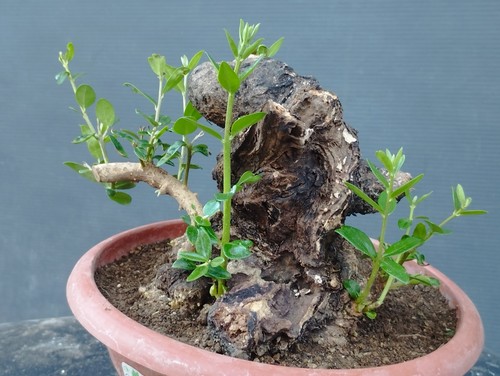 Bonsai olivastro 20x10cm - olivastro,