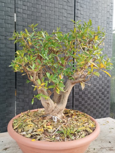 Pre bonsai punica - pre, di