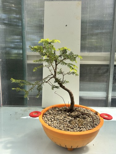 Pre bonsai abete bianco - pre-bonsai, con