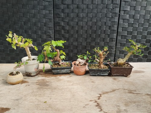 Bonsai pre set - , 6