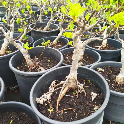 Ficus carica pre bonsai - carica, in