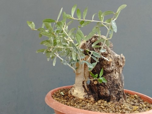 Bonsai olivastro robusta - bonsai,