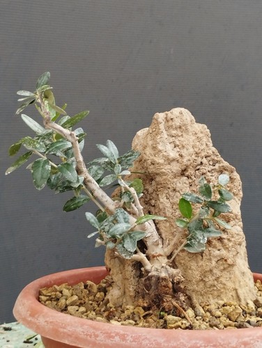 Bonsai olivastro robusta - bonsai,