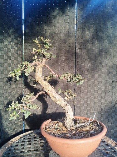 Pre bonsai yamadori - bonsai, di