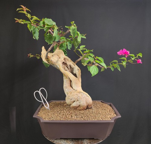Pre bonsai esemplare - pre,