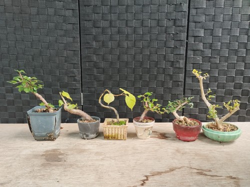 Bonsai pre set - , 6