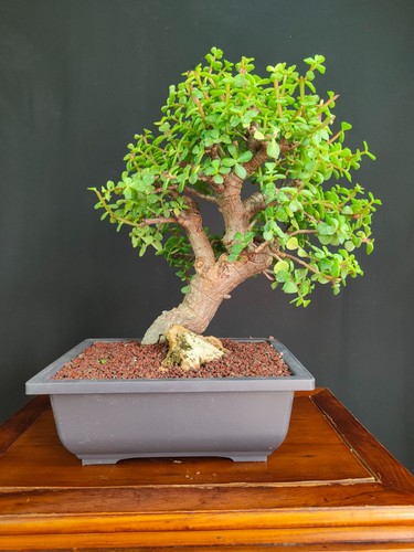 Bonsai portulacaria afra - portulacaria,