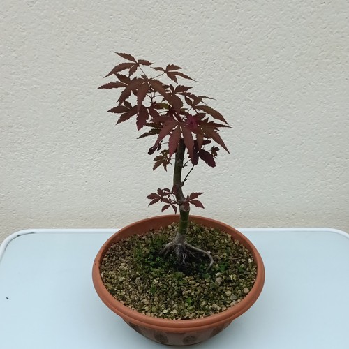 Bonsai acero giapponese - acero,
